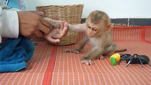 So Bad Time!! Belly Wait for Mom Mix Milk Then Winnie Poop Pop | Gug Monkey