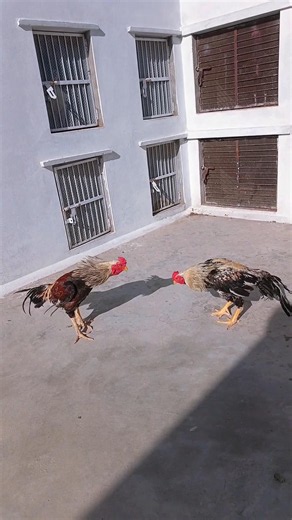 Java Vv Java Masti Time 😄 #aseelmurga #aseellovers #heera #birds #youtubeshorts #shortvideo #viral
