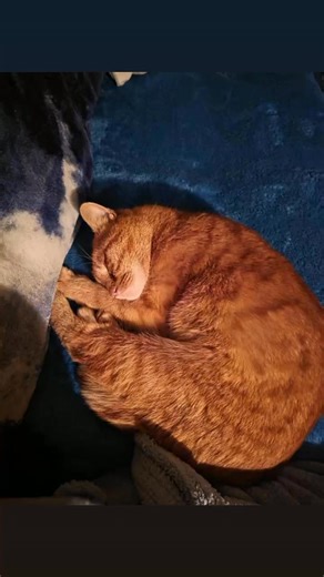 Angus Cat Rescue on Reels