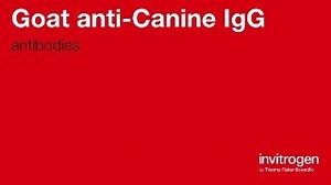 Goat anti-Canine IgG secondary antibodies from Thermo Fisher Scientific