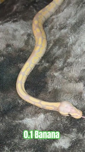 0.1 Banana #female #banana #coral #glow #snake #ballpythons #python #cuteanimals #cute #cutepets