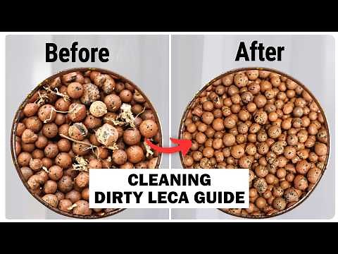 How To Clean USED Leca Clay Pebbles (4 Easy and Effective Method)