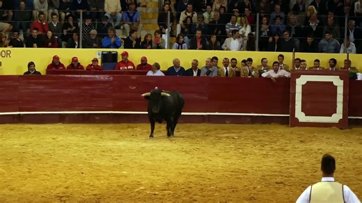 Bull fight funny video 6