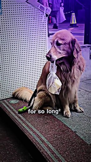 dog sad story shorts #dog #dogs #puppy #pet #pets #humanity #respect #kindness#saddogstory