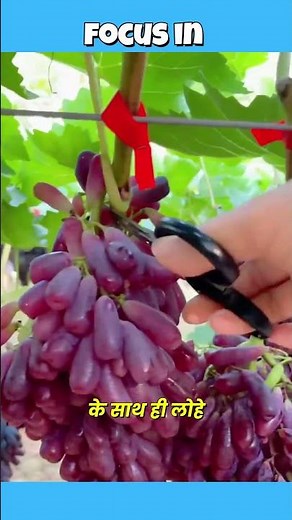 Satisfying Kishmish Harvesting Process! 😱🍇