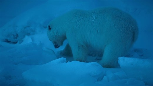 [英语中字][Netflix纪录片]地球的夜晚 Night on Earth