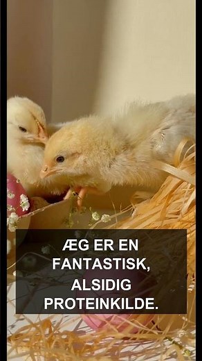 5 proteinrige fødevarer, du bør spise hver dag | Enkle og sunde valg