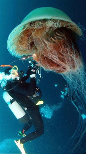 Is A Massive Jellyfish Migration Heading Toward U.S. Shores? #jellyfish #ocean #wildlife #usa #mystery | Landonproduction