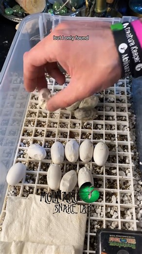 708K views · 10K reactions | Part 2 of the surprise eggs! | The Molinaro Snake Lab | Facebook