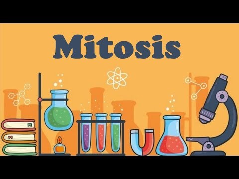 Mitosis
