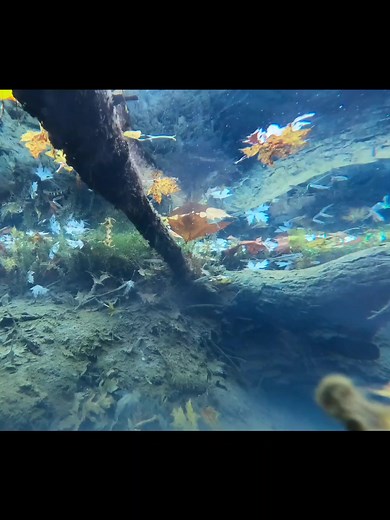 13K views · 711 reactions | These little amphibians are so fun to...