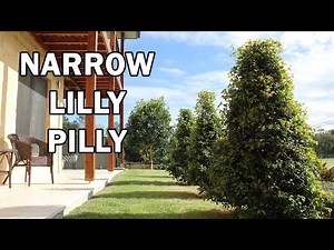 PINNACLE™ Syzygium an Australian native narrow screening tree | Ozbreed Advanced Tree Range