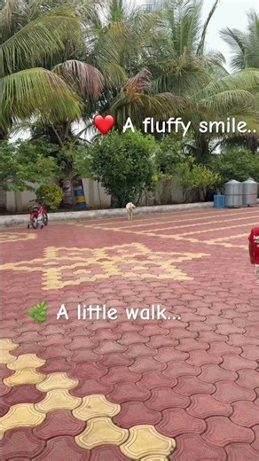 Funny Pomeranian Dog’s Good Morning Routine ☀️🐶 Start Your Day with Max’s Happy Vibes