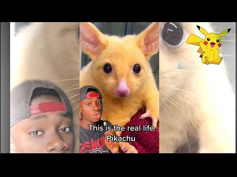 The Real Life Pikachu!