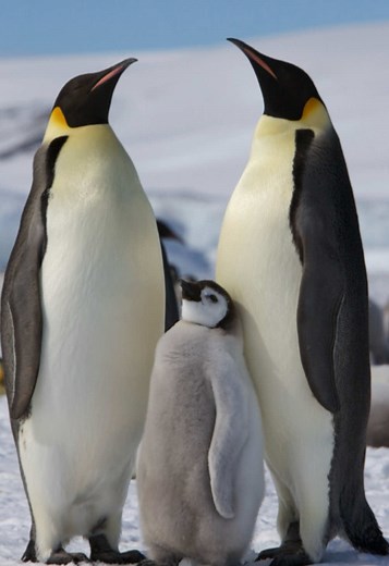 Por qué los pingüinos son tan elegantes: explicación breve