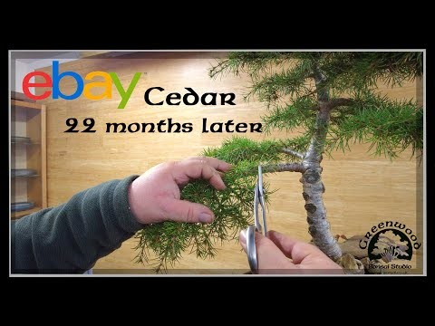 Revisiting the eBay tree! - Greenwood Bonsai