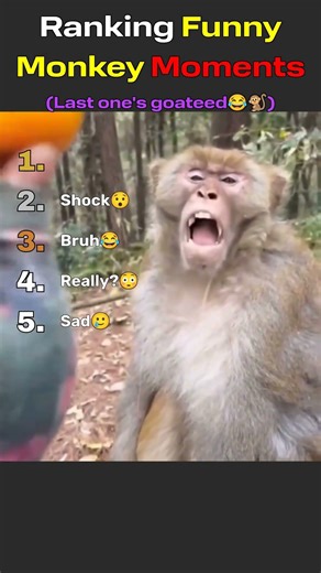 Ranking Funny Monkey Moments 🐒😂