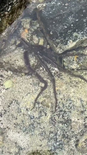 Tide pool SCARY CREATURES!