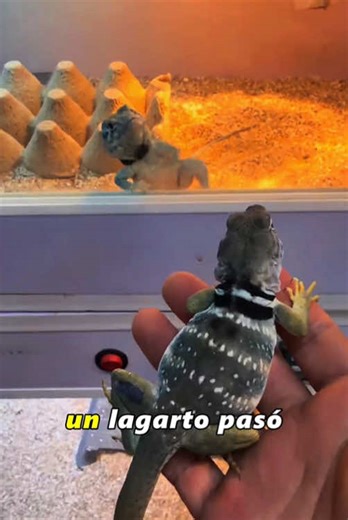Lonely Lizard Finds a Companion: Heartwarming Animal Moment