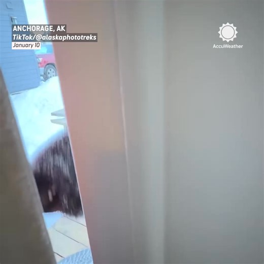 Knock, knock - moose here! 🫎 | AccuWeather