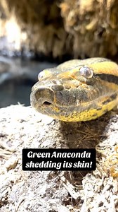 21 reactions | Check out this time-lapse of a green anaconda shedding its skin! #snakes #reptiles #snakesofinstagram #shedding #animals #coolreptiles #awsfzoo | Animal World & Snake Farm Zoo | Facebook