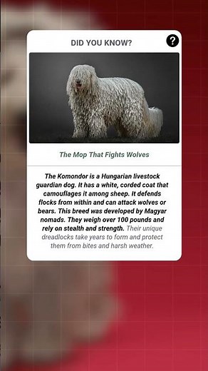 The Mop That Fights Wolves | #fact #facts #shorts