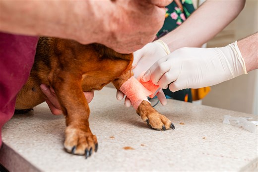 Born to be dramatic dachshund won’t stop showing off injured paw