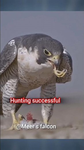 (the best) peregrine falcon vs pigeon