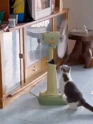 Dramatic Cat Moments That Will Make You Laugh