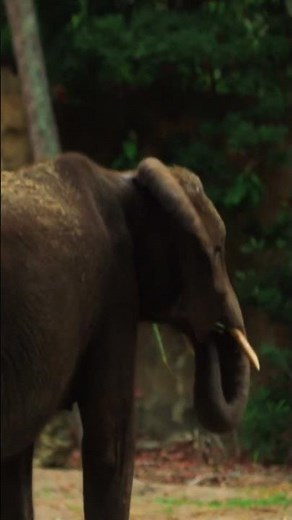 Fun Facts About Elephants | Disney Princess Club