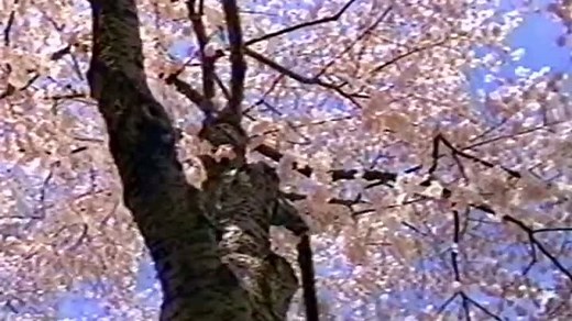 Baby Shakespeare 2002 VHS