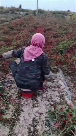 Process of cutting and drying trees with salt