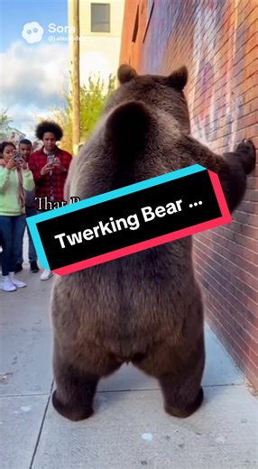 #twerking #bear #ohio