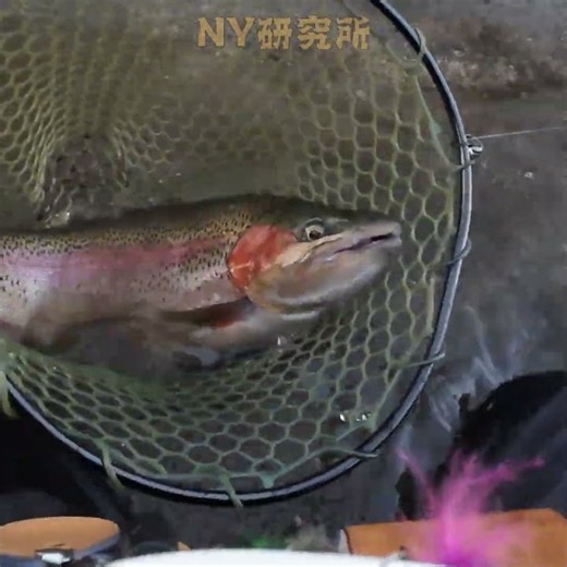 デカすぎる！50UPニジマスの引き ニジマス50UP 水から出さずにリリースしました Rainbow Trout#釣り #大物釣り #トラウト