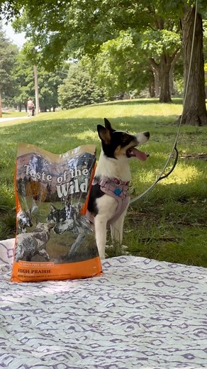 A paws-itively perfect meal for your puppy that’s Dolly approved! 🐾 Learn more: totw.pet/high-prairie-puppy | Taste of the Wild Pet Food