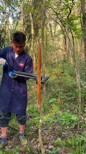 Straighten Crooked Trees with a Straightening Tool, Save Money and Effort