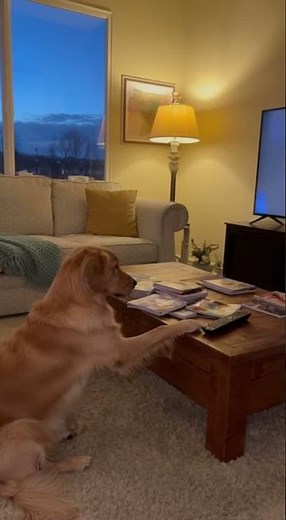 Control room has a new director 🎬🐾 #SmartDoggo #TVWatcher