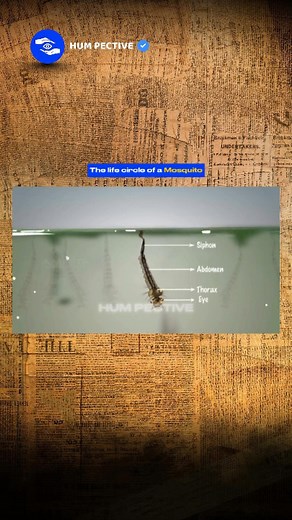 HUM PECTIVE on Instagram: "🧧Follow (us) @hum_pective to learn something NEW everyday 🧠💫 The lifecycle of a mosquito has four stages and is called a complete metamorphosis: 1. Egg – Female mosquitoes lay eggs on the surface of stagnant water. 2. Larva – Eggs hatch into larvae (“wrigglers”) that live in water, breathe air, and feed on microorganisms. 3. Pupa – Larvae develop into pupae (“tumblers”), which do not feed but remain active while transforming. 4. Adult – The adult mosquito emerges fr