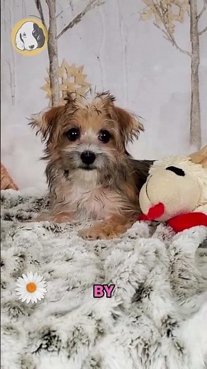 Say hello to Teak, the F1 Morkie girl with beautiful brown, black, and white markings — and a