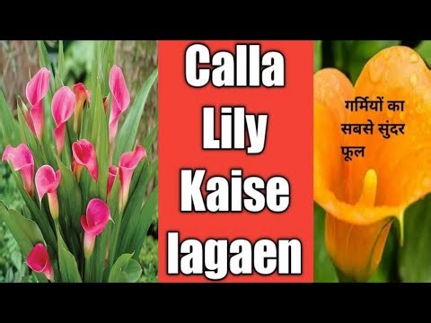 How I Pot Cala Lily Bulb / Plant | online buy calla Lily bulbs || Grow Calla Lily From Bulbs||