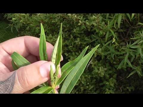 New Zealand Native Plant Koromiko