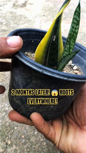 Snake Plant Soil Root Growth Result After Water Propagation!