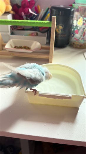 เล่นน้ำครั้งแรกของยูกิ#เทรนด์วันนี้ #นกหงส์หยก🦜 #อาบน้ํา #เปิดการมองเห็น #สัตว์เลี้ยงtiktok