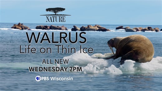 Examine the evolutionary past of the walrus. Learn more about how the walrus has thrived through the ages in an all-new episode of Nature | PBS, premiering 7 p.m. Wednesday, Oct. 22, on PBS Wisconsin. | PBS Wisconsin