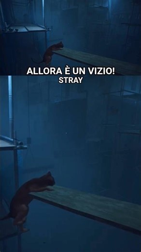 Stray: The kitten who always fell...