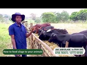 How to fatten bulls with silage on simple feedlot.