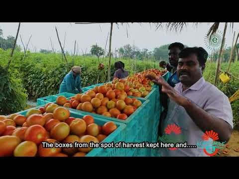 How This Farmer Got Record Tomato Yield in Heavy Rains 🍅 | Srinivaspura Success Story | Agrolyzer