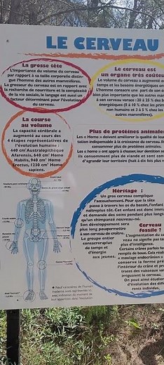 Le cerveau humain et son évolution #cerveau #evolution