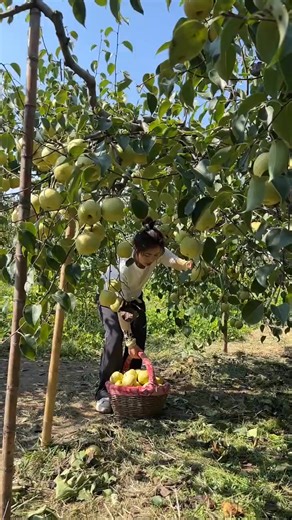 Dangshan pear harvesting, crispy, sweet and juicy #fruitgarden #harvesting | FlashWave