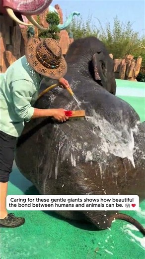 Elephants #ZooLife #AnimalCare #ElephantLove #Wildlife #animalrescue #animalcare #animallove